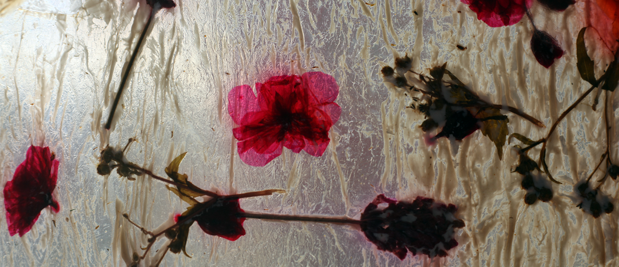 Kombuchablomster7059